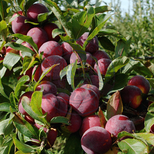 李子检测.gif 李子检测.gif